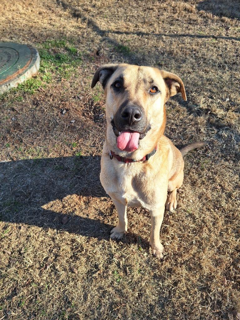 Enlarge Sooner, a Adopted mixed breed in Noble, OK image 3/6