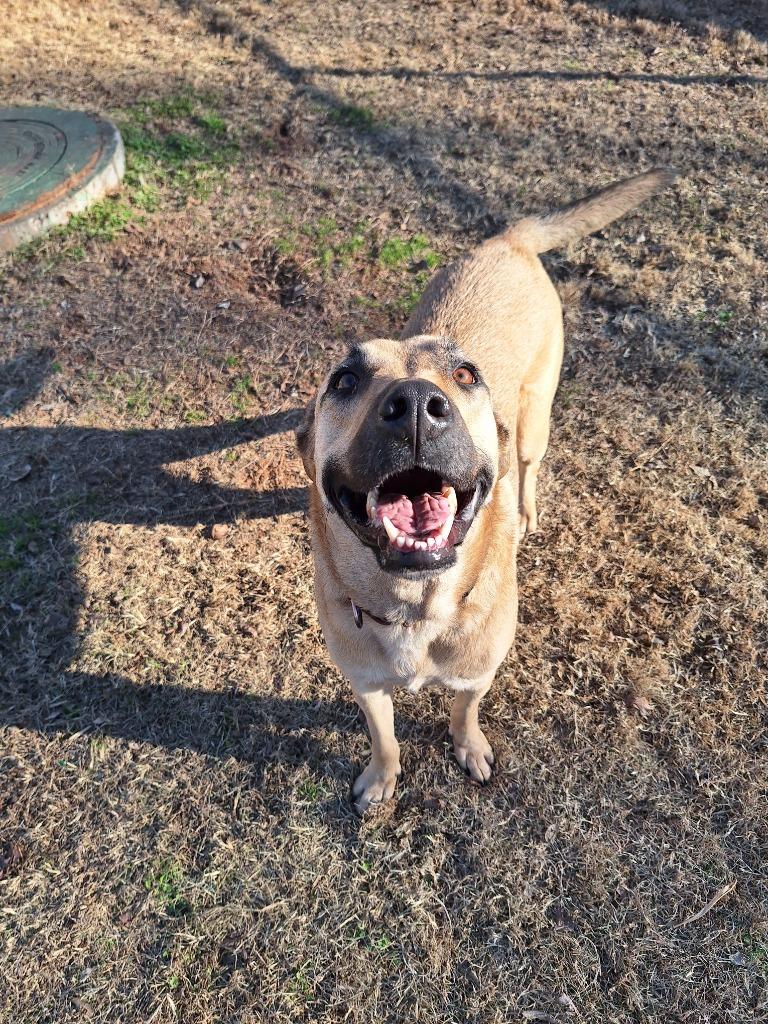 Enlarge Sooner, a Adopted mixed breed in Noble, OK image 4/6