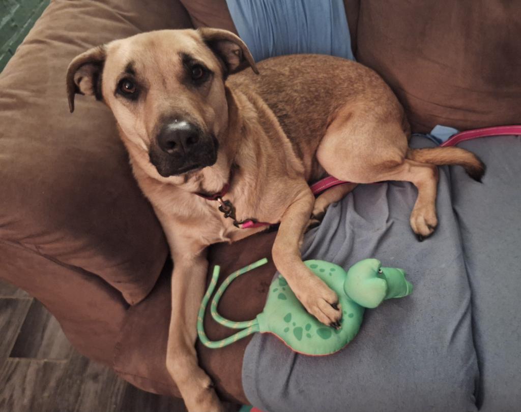 Enlarge Sooner, a Adopted mixed breed in Noble, OK image 5/6