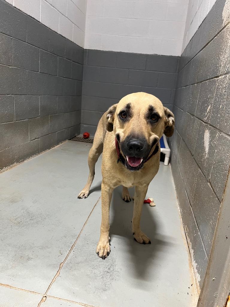 Enlarge Sooner, a Adopted mixed breed in Noble, OK image 6/6