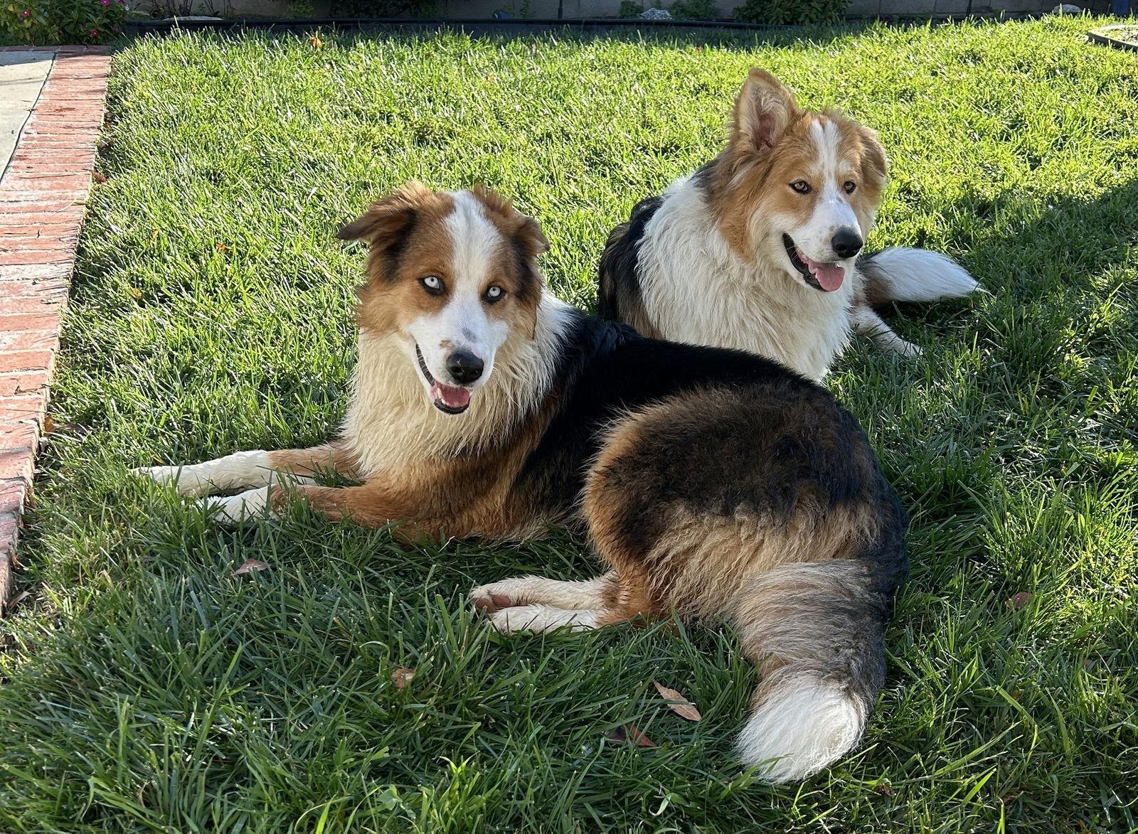 Skye, a Adoptable Australian Shepherd in Paso Robles, CA image 2/3
