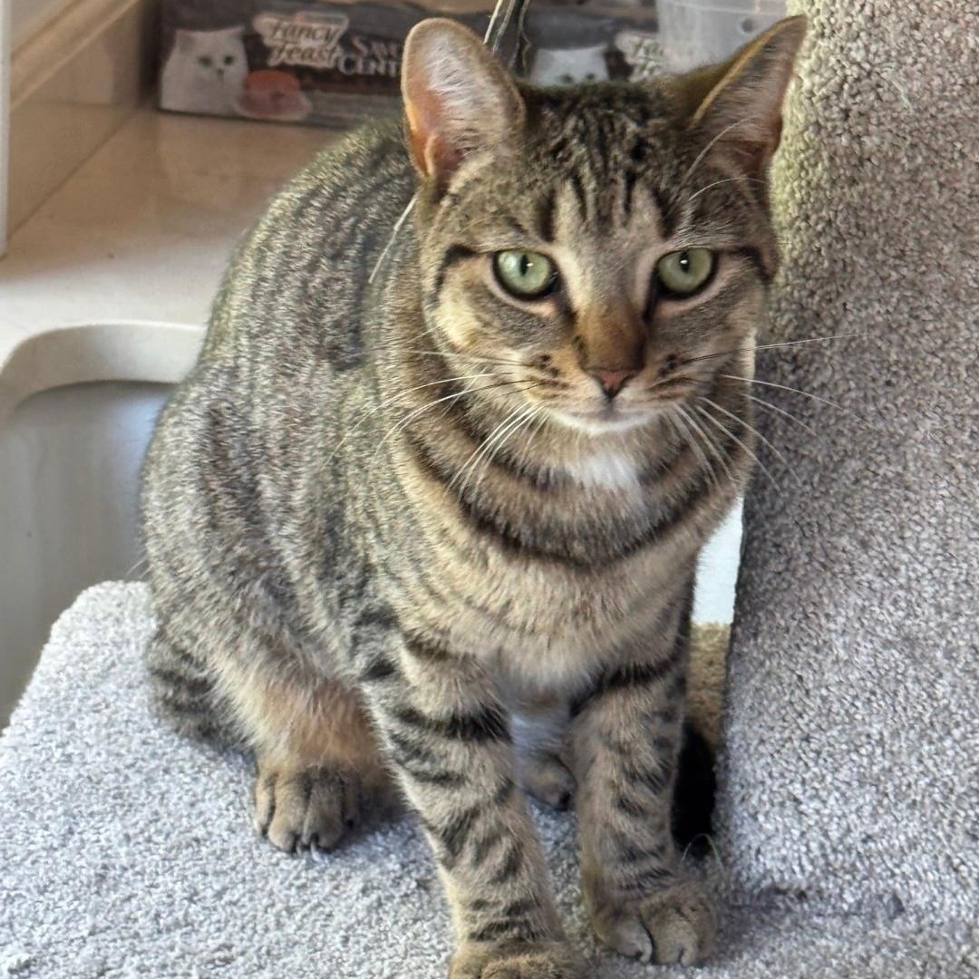 Enlarge Leonardo aka Aldo, a ADOPTABLE American Shorthair in Staten Island, NY image 5/6
