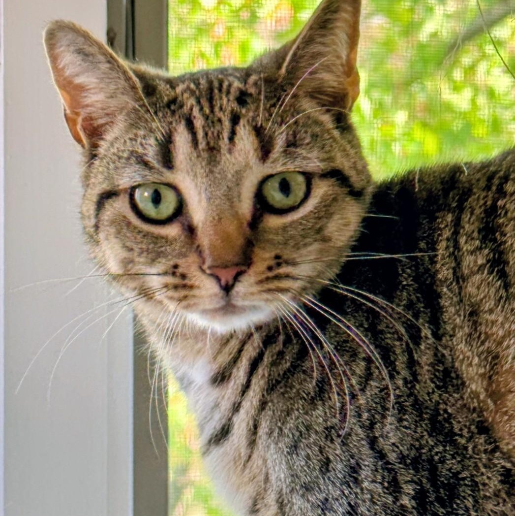 Enlarge Leonardo aka Aldo, a ADOPTABLE American Shorthair in Staten Island, NY image 1/6