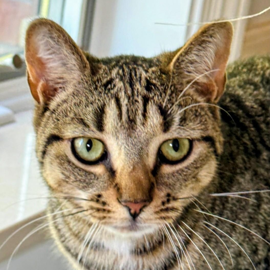 Enlarge Leonardo aka Aldo, a ADOPTABLE American Shorthair in Staten Island, NY image 3/6