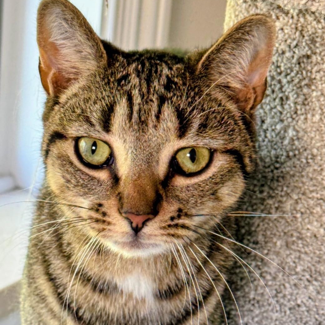 Enlarge Leonardo aka Aldo, a ADOPTABLE American Shorthair in Staten Island, NY image 2/6
