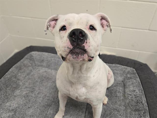 Enlarge ELSIE, a Adoptable mixed breed in Auburn, CA image 1/1