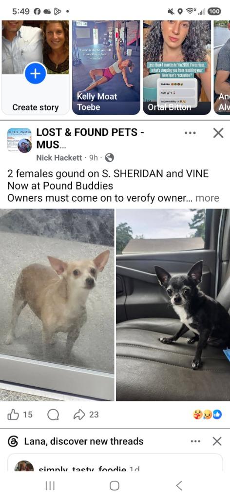 Fawna, Adoptable, Senior Female Chihuahua.