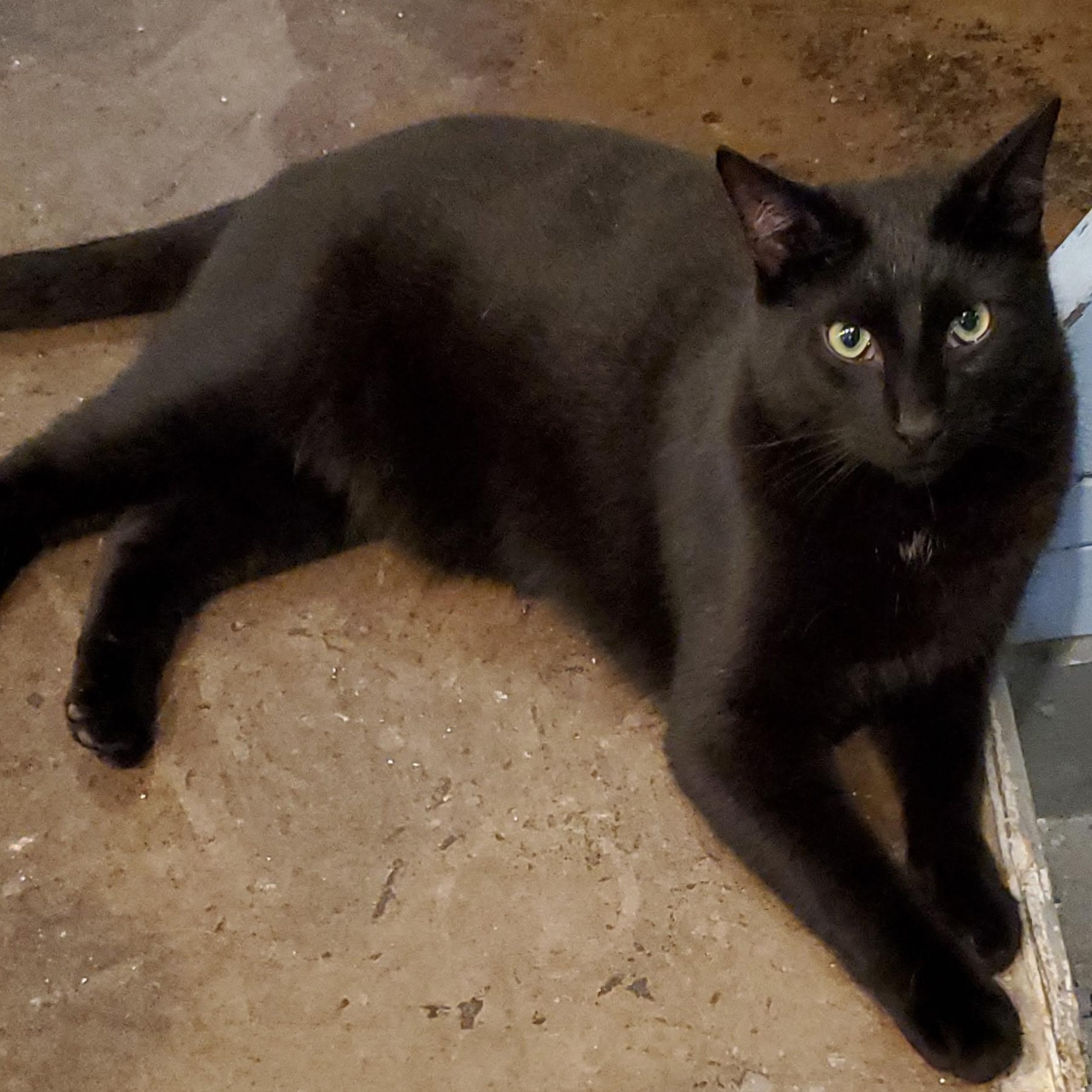 Mudslide, a Adoptable Domestic Short Hair in Landenberg, PA image 1/3