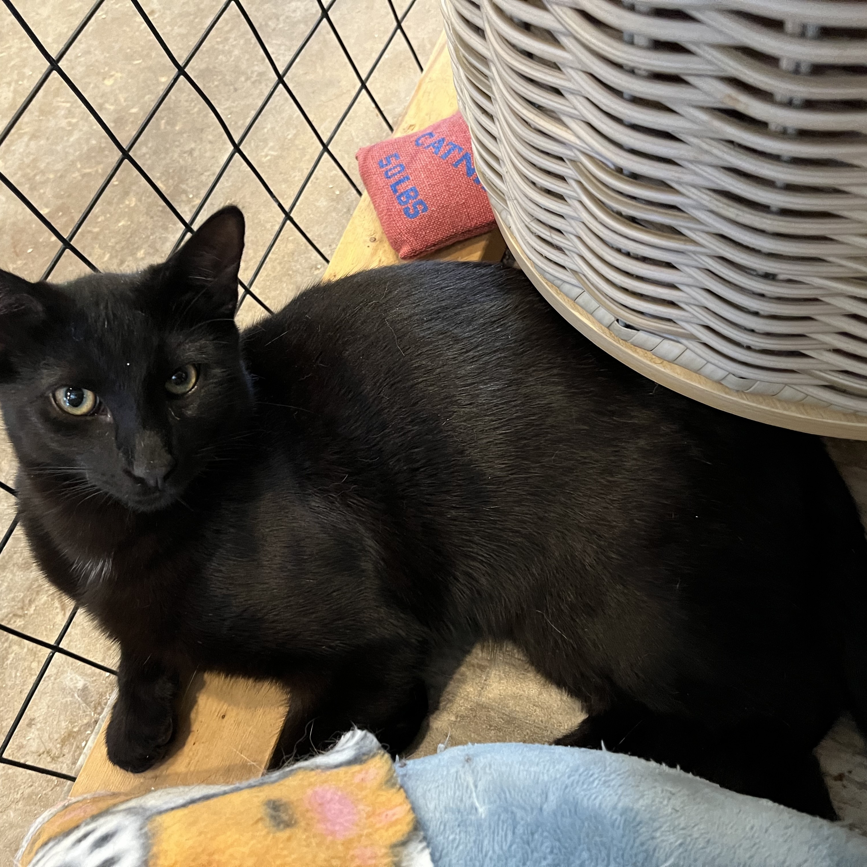 Mudslide, a Adoptable Domestic Short Hair in Landenberg, PA image 3/3