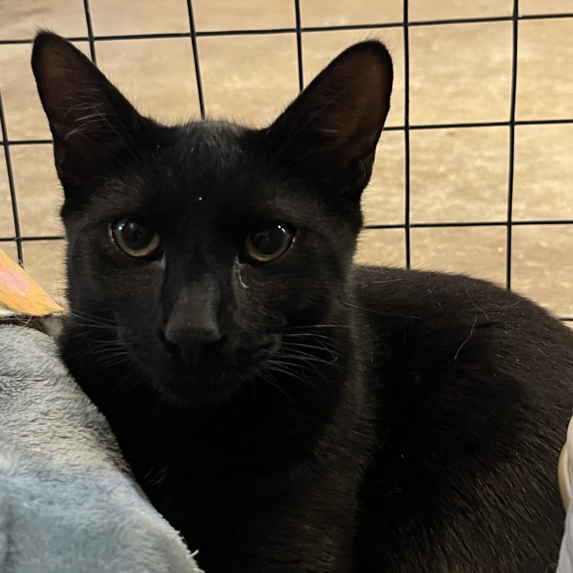 Mudslide, a Adoptable Domestic Short Hair in Landenberg, PA image 2/3