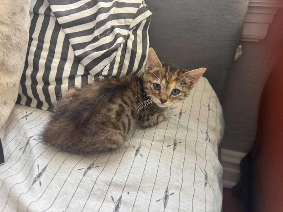 Maybach, ADOPTABLE, Kitten Female Domestic Short Hair.
