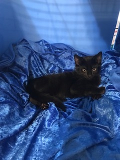Nero, Adoptable, Kitten Male Bombay & Maine Coon.