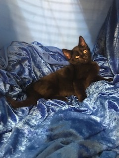 Nero, a Adoptable mixed breed in Gainesville, FL image 2/6