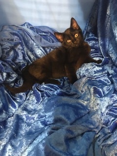 Nero, a Adoptable mixed breed in Gainesville, FL image 3/6