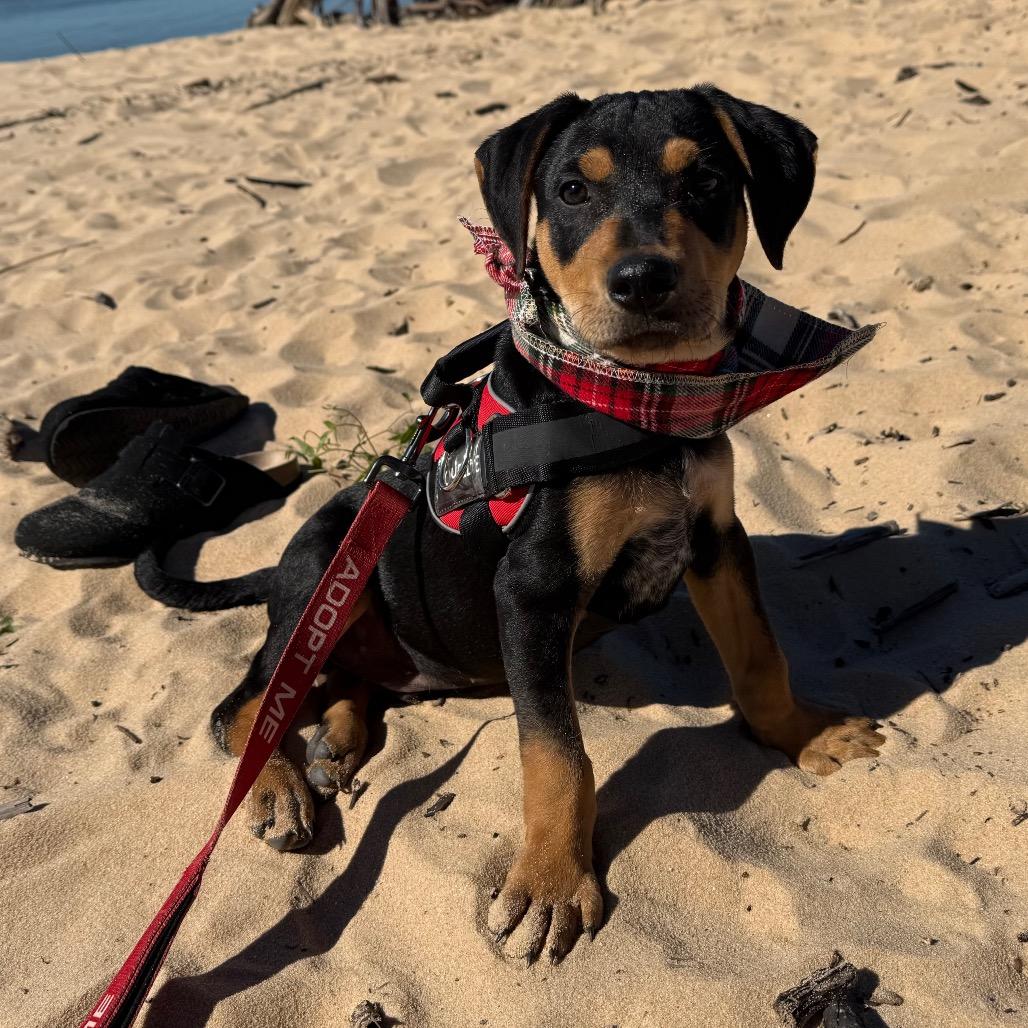 Rufus, Adoptable, Puppy Male Mixed Breed & Mixed Breed.