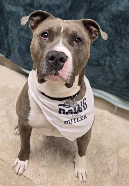 Enlarge John, a Adoptable Mixed Breed in Hamilton, OH image 4/5
