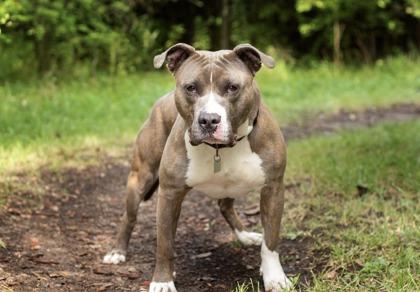 Enlarge John, a Adoptable Mixed Breed in Hamilton, OH image 3/5