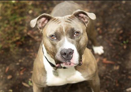 Enlarge John, a Adoptable Mixed Breed in Hamilton, OH image 2/5