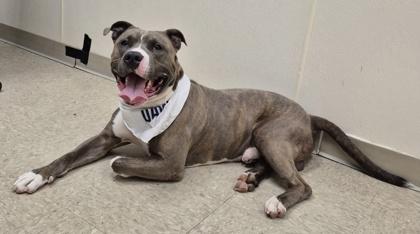 Enlarge John, a Adoptable Mixed Breed in Hamilton, OH image 5/5