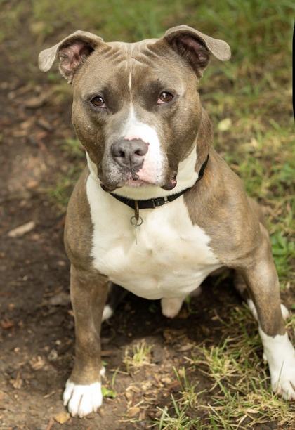 John, Adoptable, Adult Male Mixed Breed.