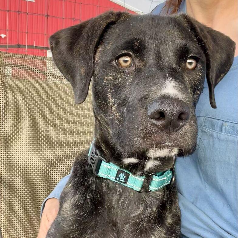 Enlarge Baylor, a Adoptable mixed breed in Marion, VA image 1/3