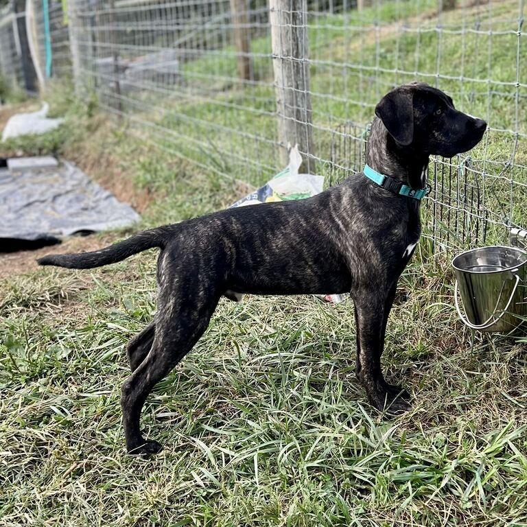 Enlarge Baylor, a Adoptable mixed breed in Marion, VA image 2/3