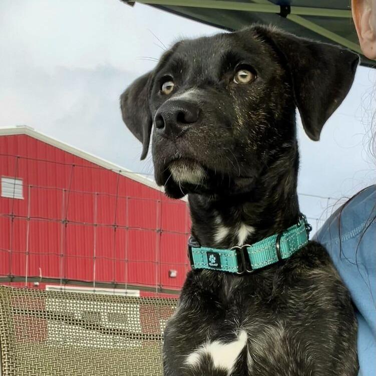 Enlarge Baylor, a Adoptable mixed breed in Marion, VA image 3/3