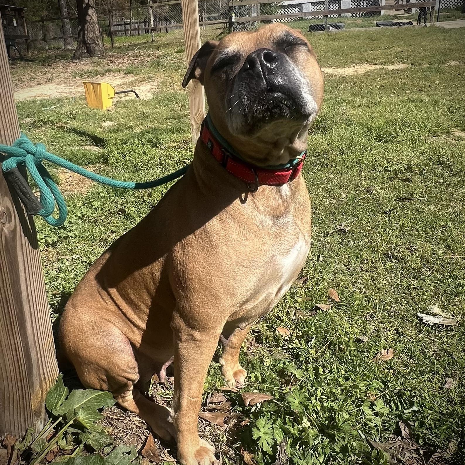 Karma *Fee Waived, a Adoptable mixed breed in batesburg-leesville, SC image 2/6