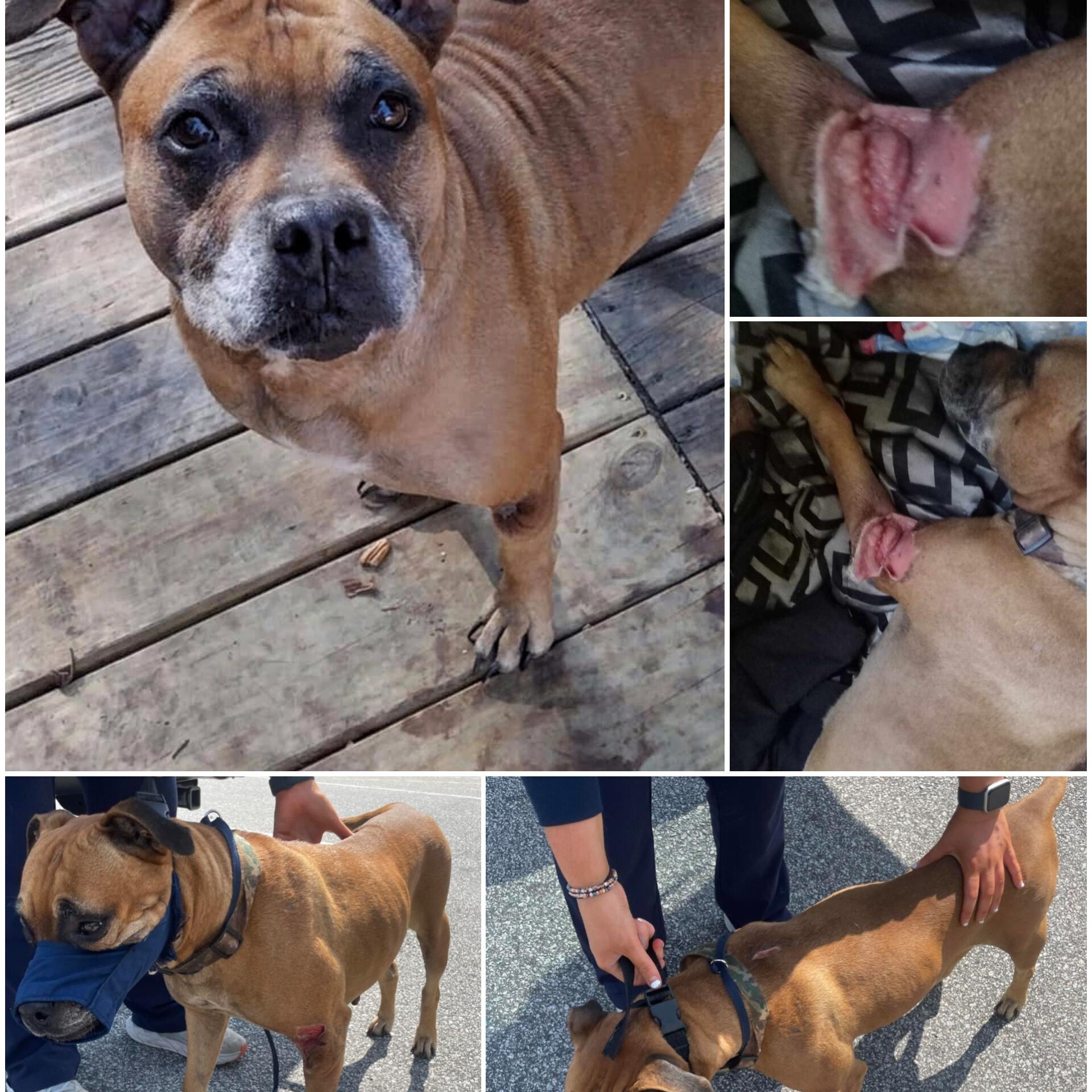 Karma *Fee Waived, a Adoptable mixed breed in batesburg-leesville, SC image 3/6