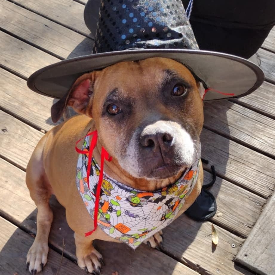 Karma *Fee Waived, a Adoptable mixed breed in batesburg-leesville, SC image 4/6