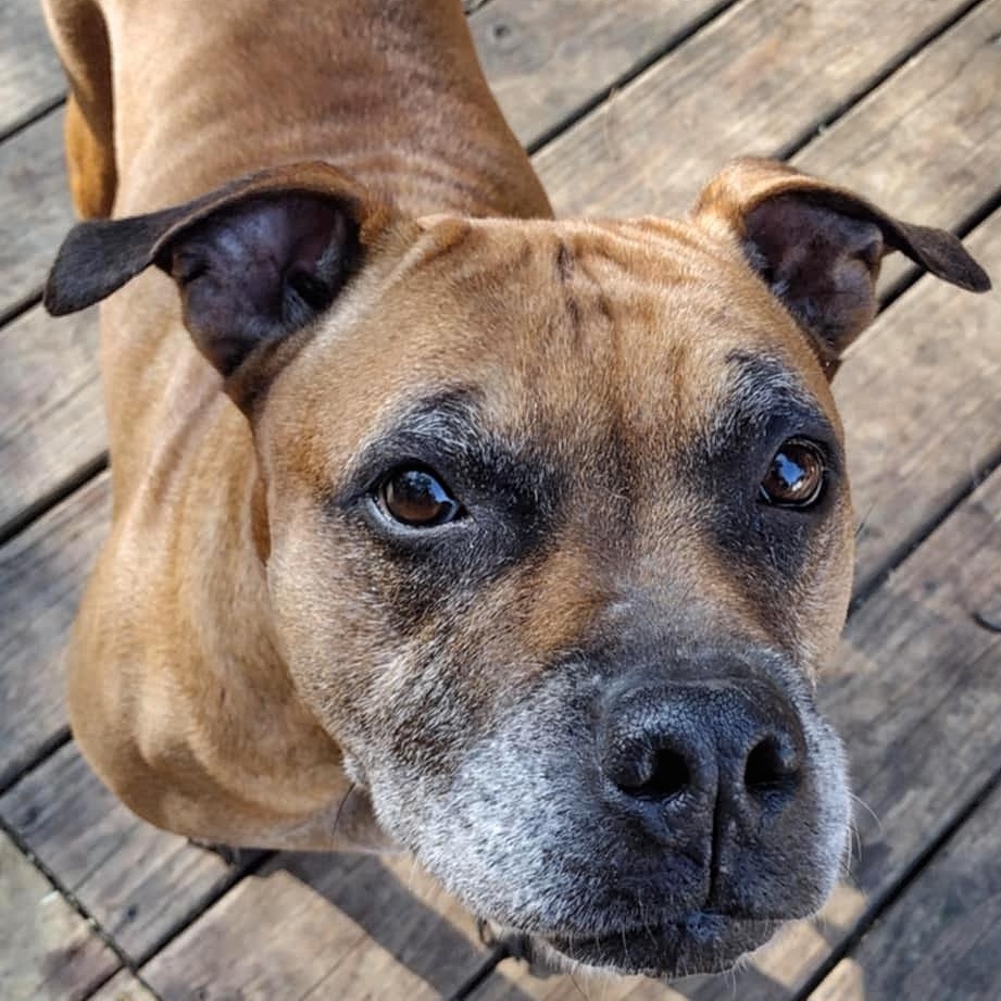 Karma *Fee Waived, a Adoptable mixed breed in batesburg-leesville, SC image 5/6