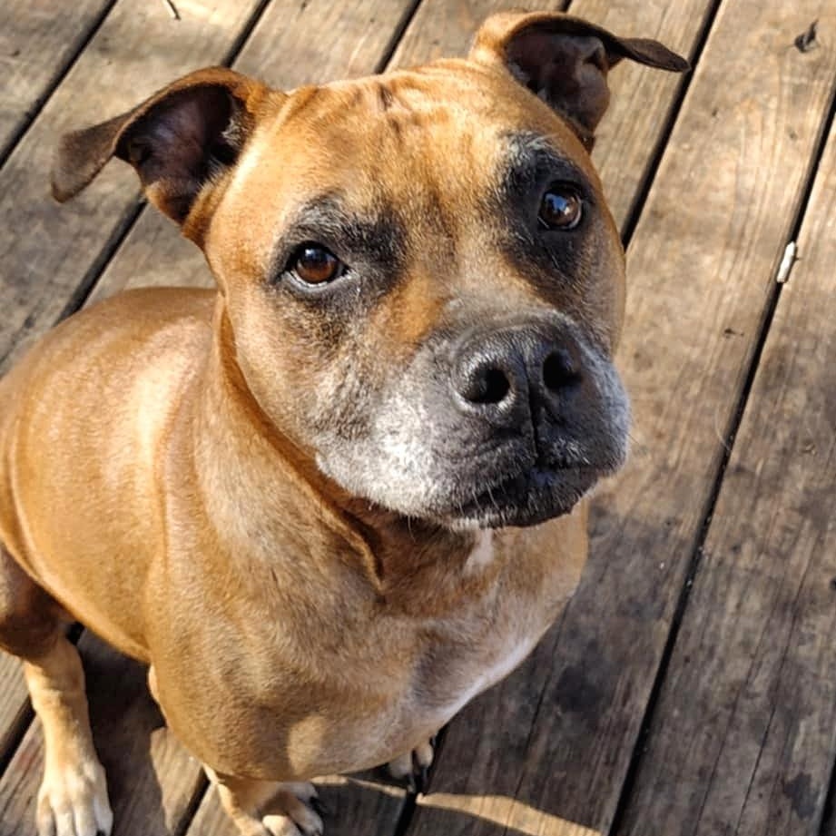 Karma *Fee Waived, a Adoptable mixed breed in batesburg-leesville, SC image 6/6