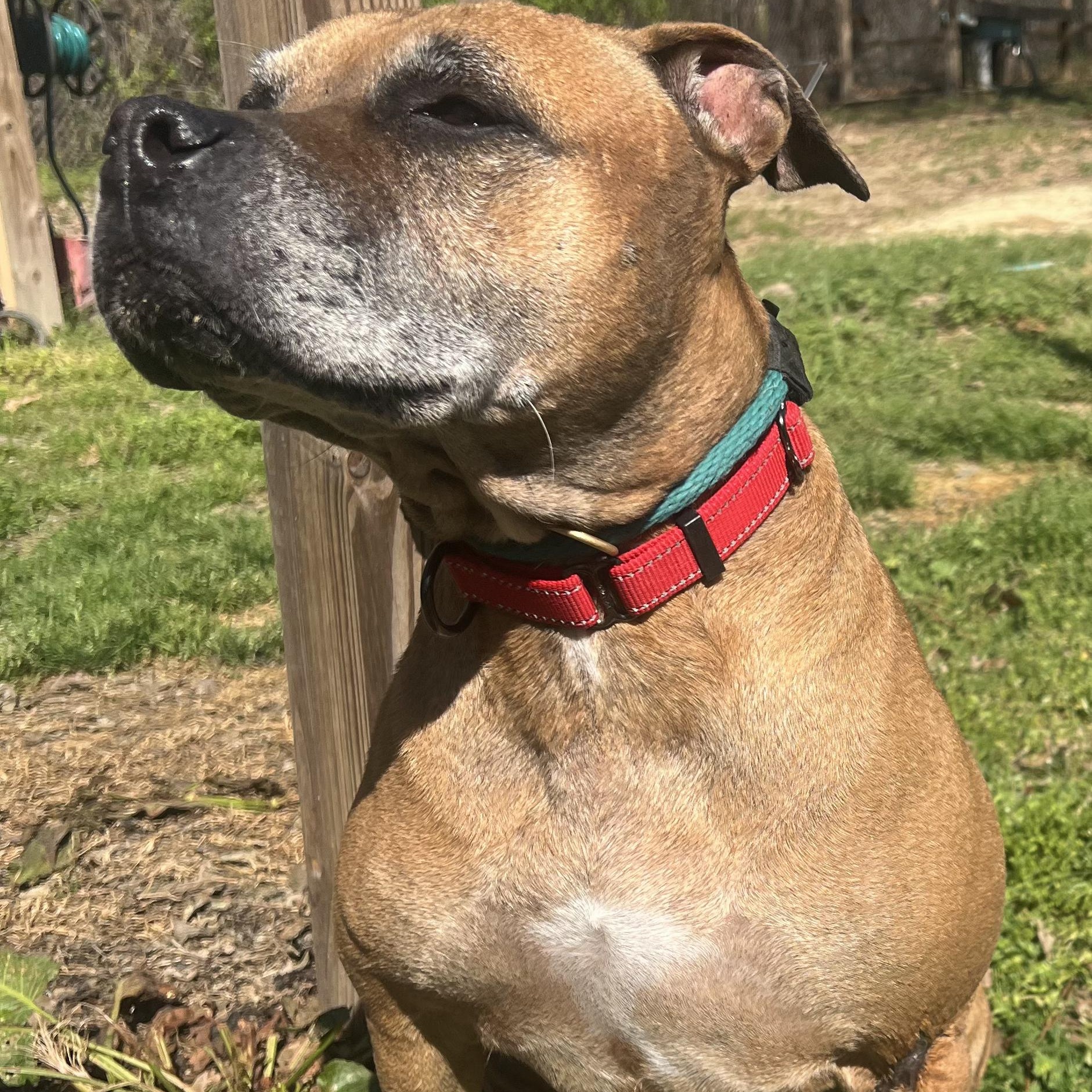 Karma *Fee Waived, Adoptable, Senior Female Boxer & Mixed Breed.