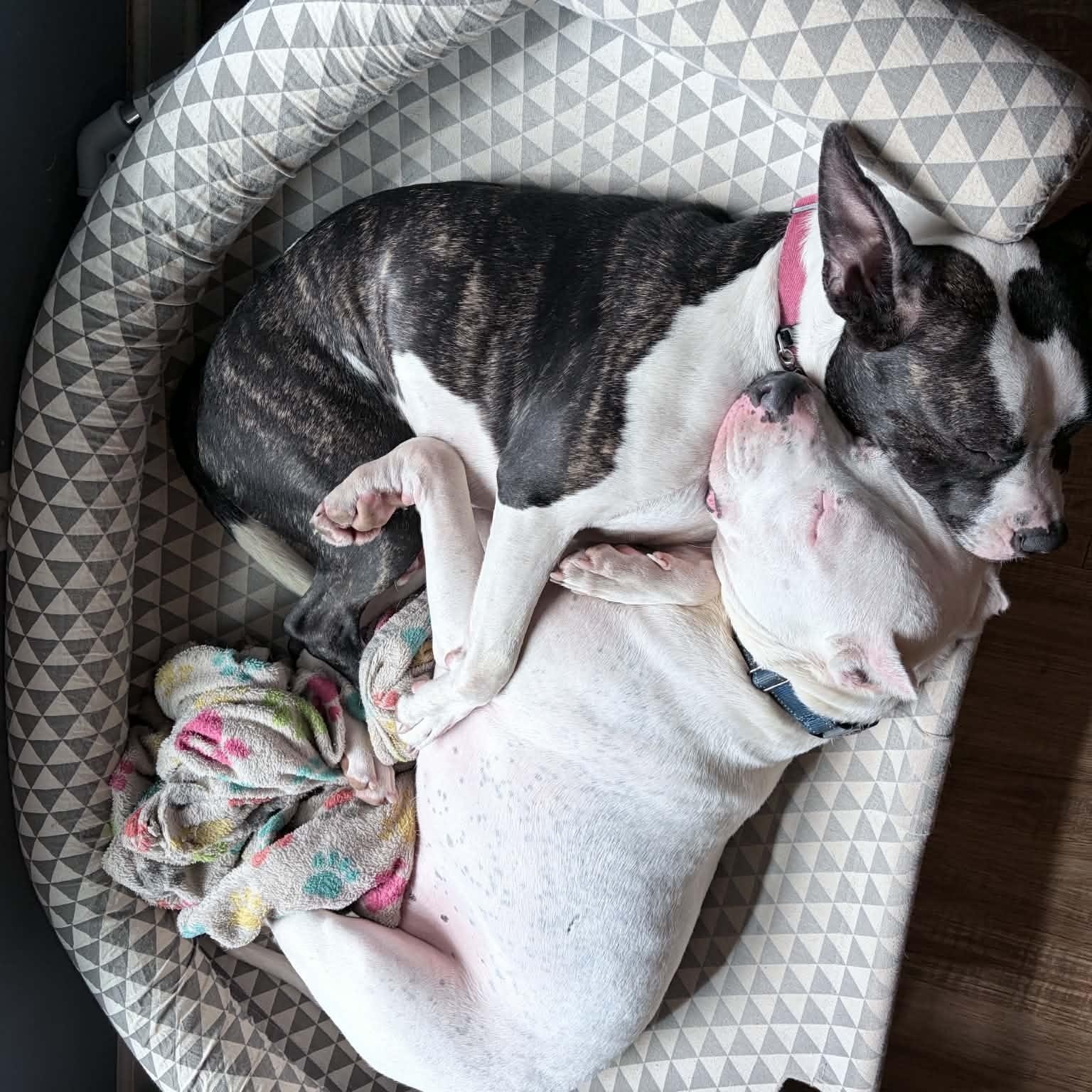 Sasha, Adoptable, Young Female Boxer & American Bulldog.