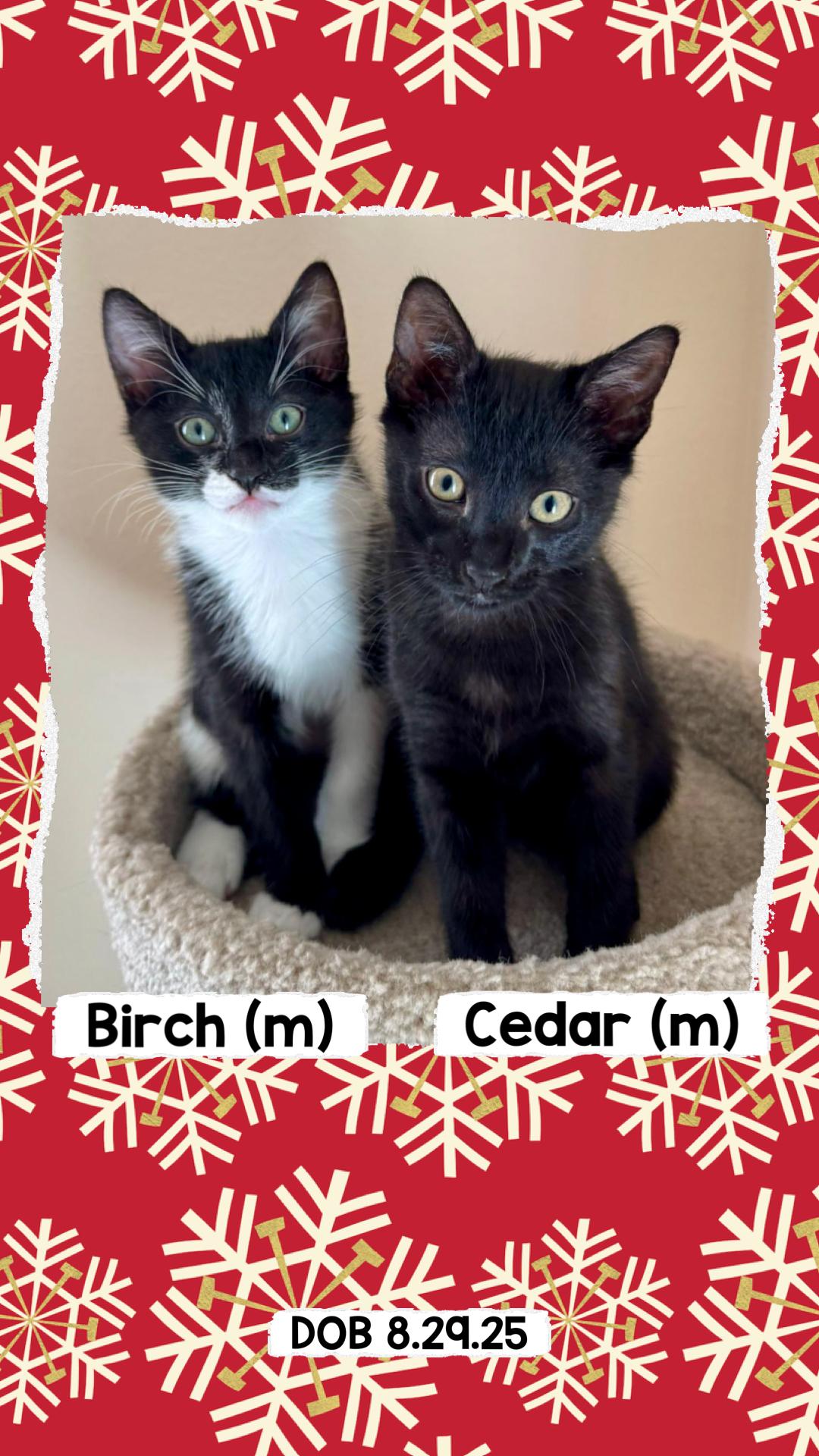 Maples Kittens, Adoptable, Kitten Male Domestic Short Hair.