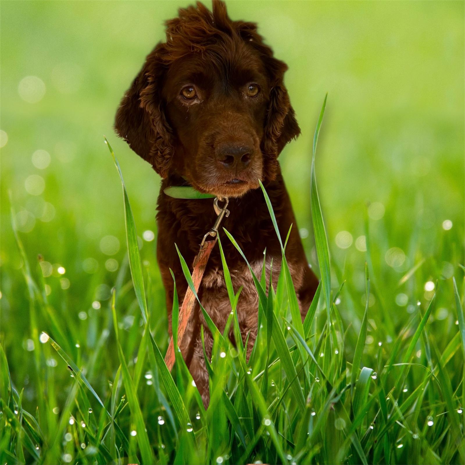 Enlarge Gunner, an adopted Boykin Spaniel in Hartwell, GA image 1/1
