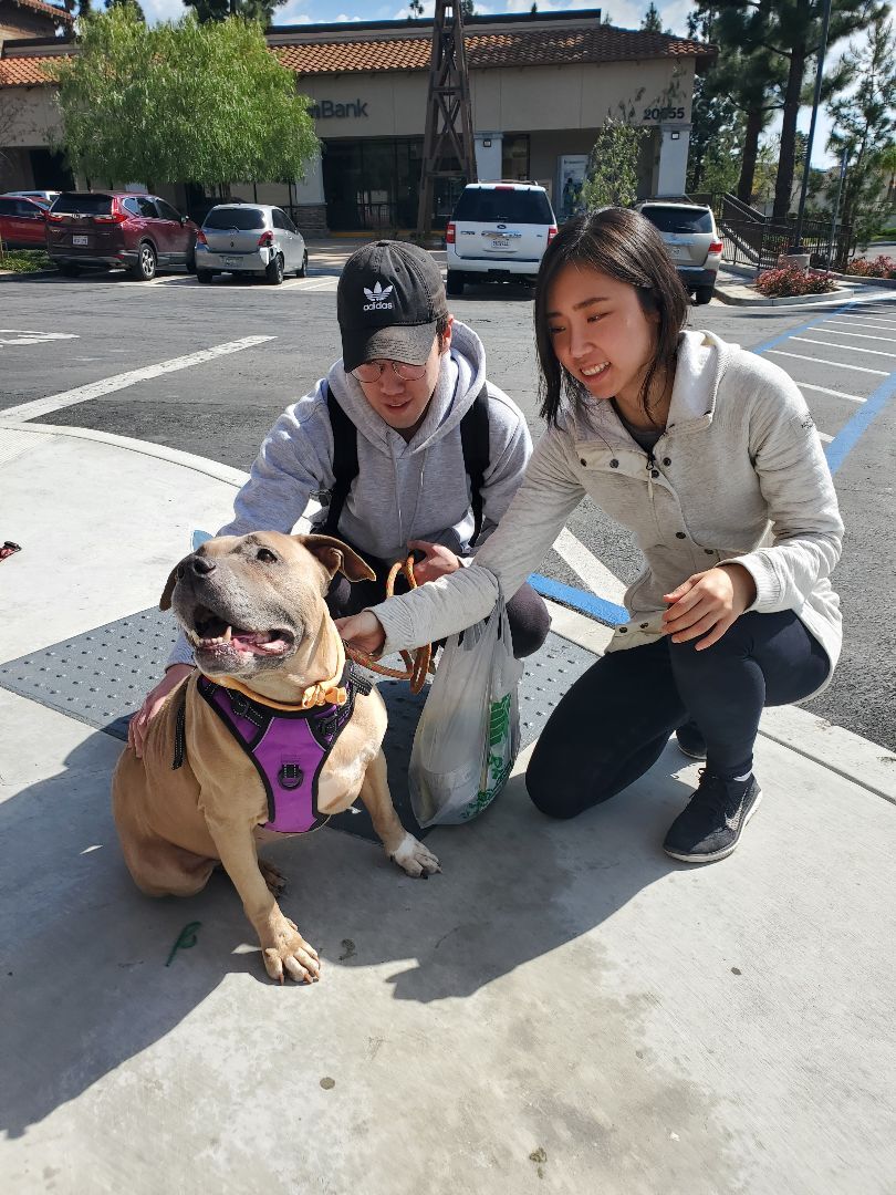 Penny For Your Thoughts, a Adoptable American Staffordshire Terrier in Manhattan Beach, CA image 2/16
