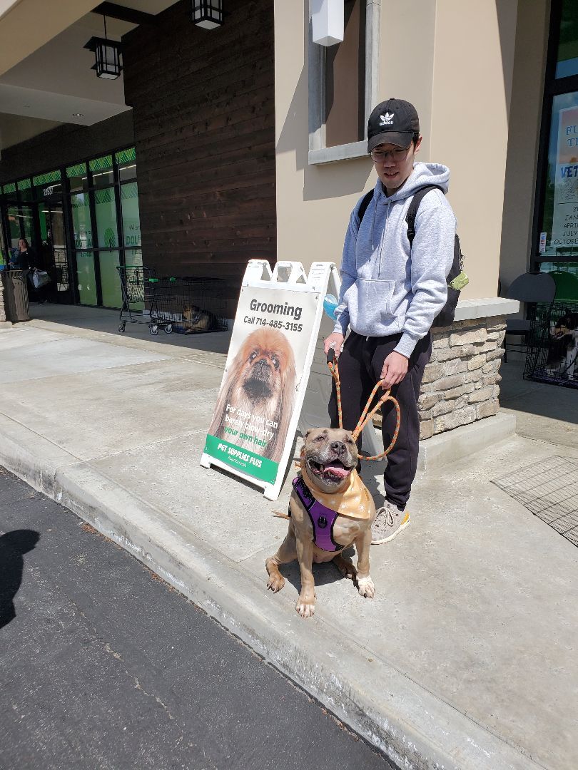 Penny For Your Thoughts, a Adoptable American Staffordshire Terrier in Manhattan Beach, CA image 3/16
