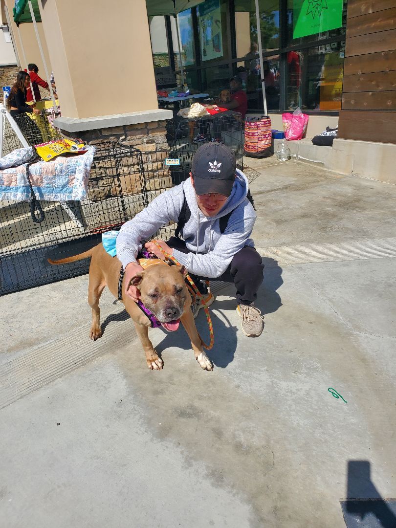 Penny For Your Thoughts, a Adoptable American Staffordshire Terrier in Manhattan Beach, CA image 4/16
