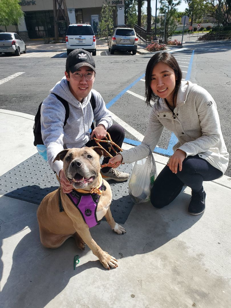 Penny For Your Thoughts, a Adoptable American Staffordshire Terrier in Manhattan Beach, CA image 5/16