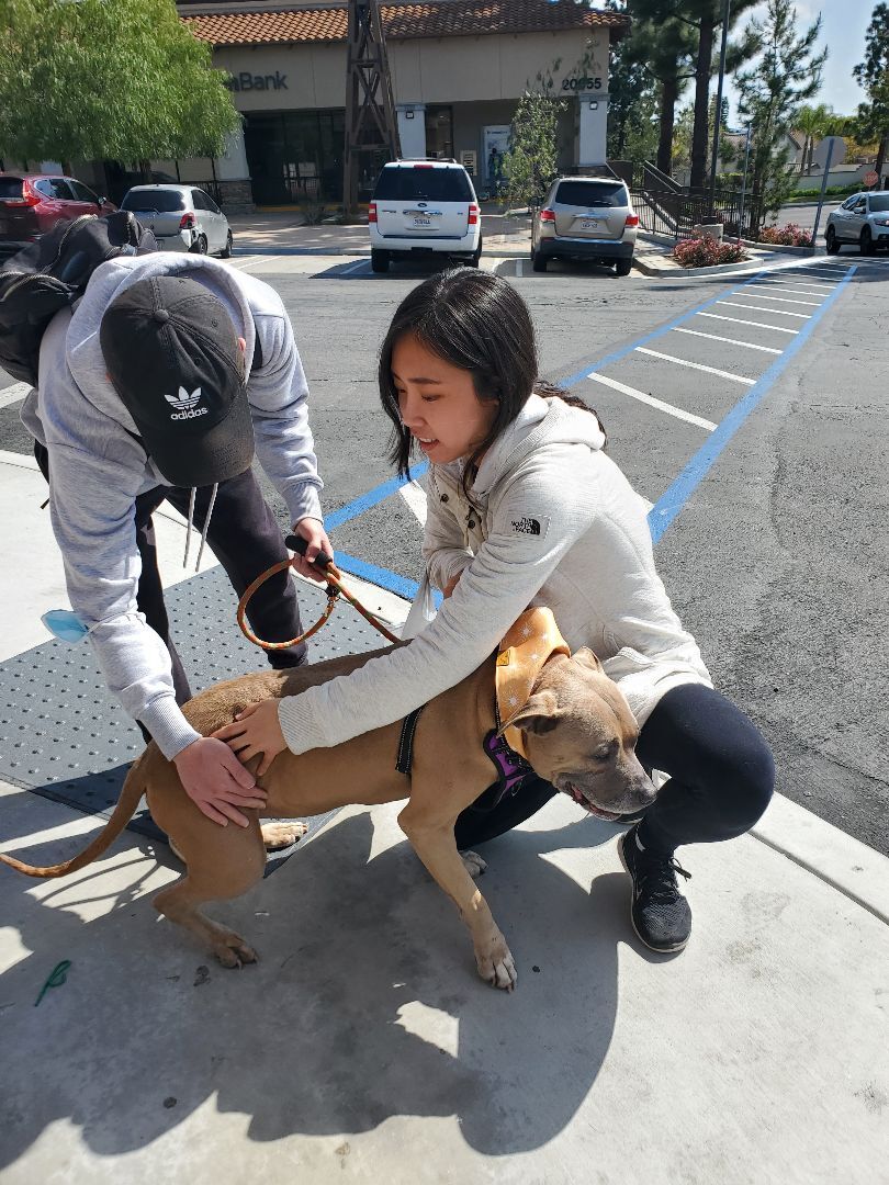 Penny For Your Thoughts, a Adoptable American Staffordshire Terrier in Manhattan Beach, CA image 6/16