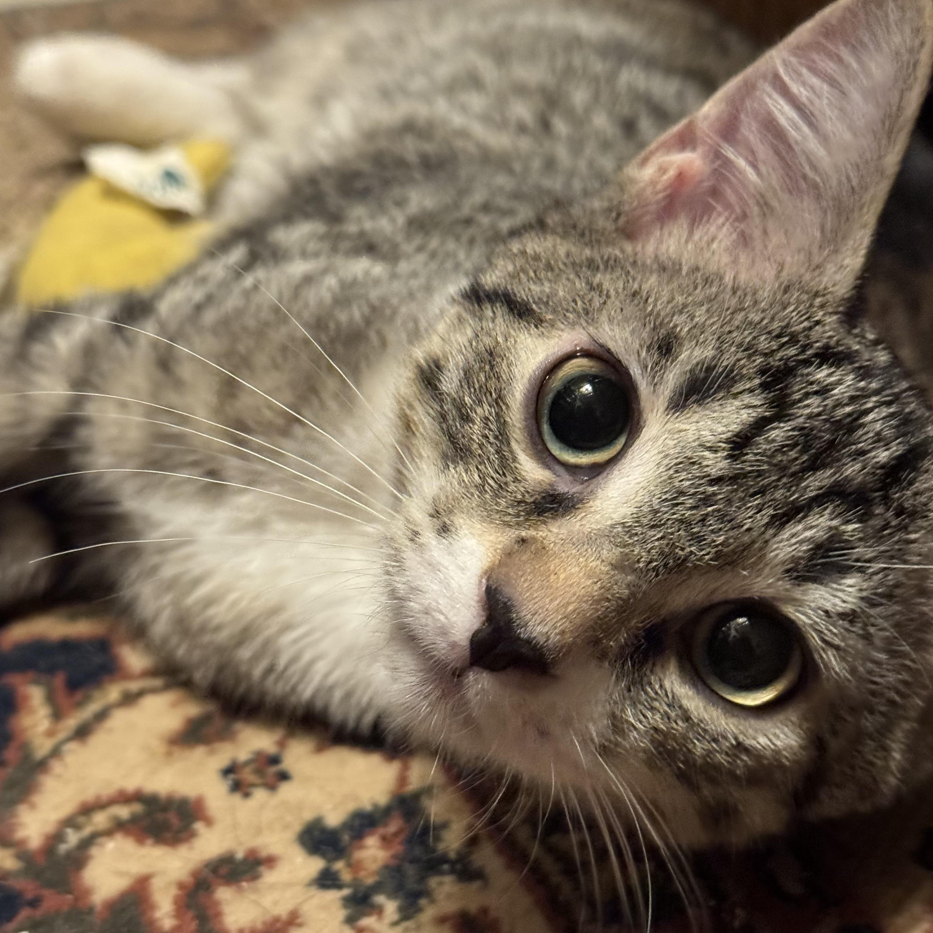 Benny Bean, an adopted Domestic Short Hair in MABLETON, GA image 1/5