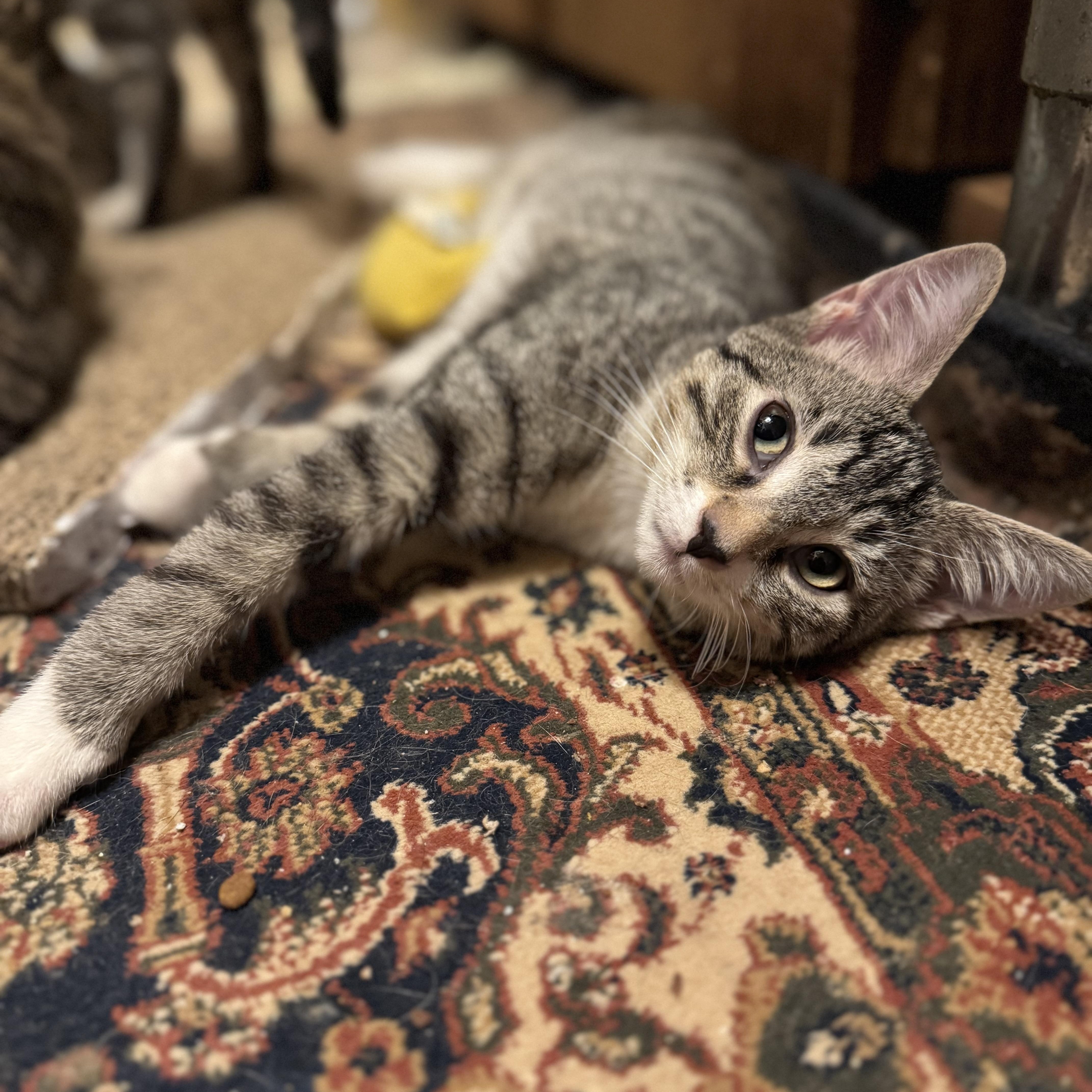 Benny Bean, an adopted Domestic Short Hair in MABLETON, GA image 2/5