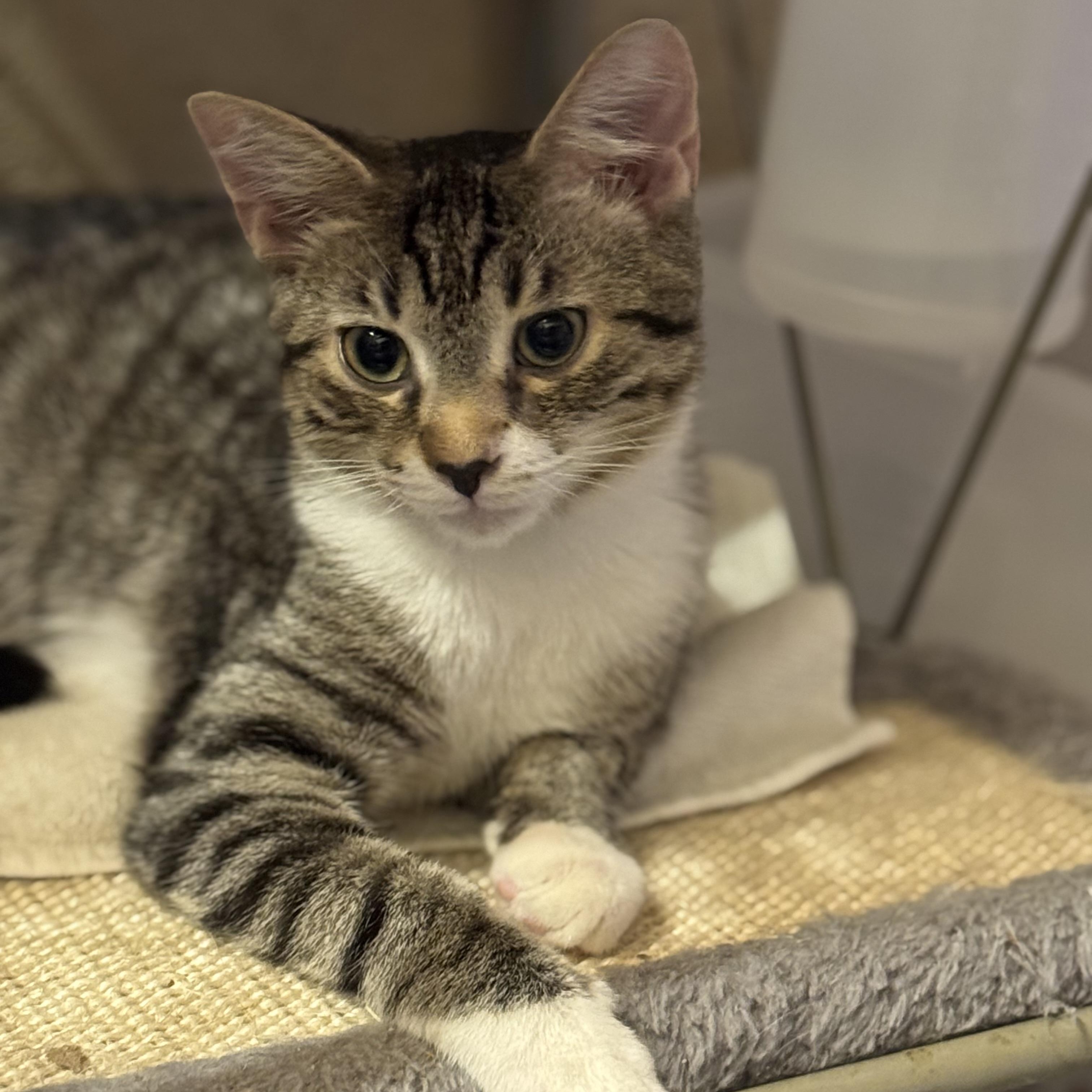 Benny Bean, an adopted Domestic Short Hair in MABLETON, GA image 3/5