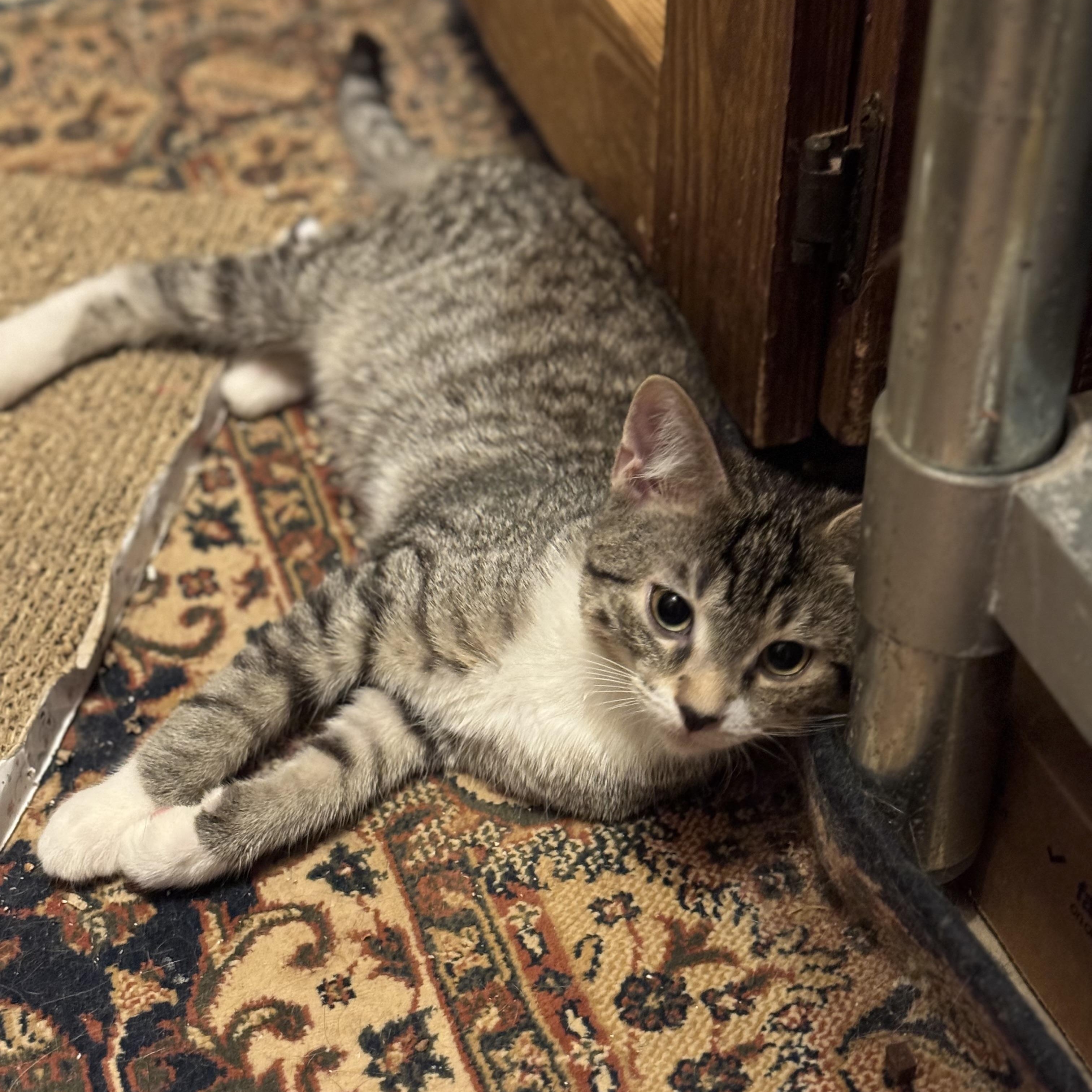 Benny Bean, an adopted Domestic Short Hair in MABLETON, GA image 4/5
