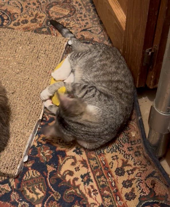 Enlarge Benny Bean, an adopted Domestic Short Hair in MABLETON, GA video 5/5