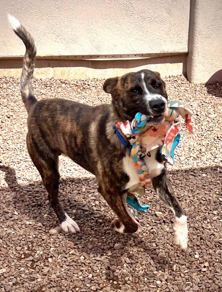 Legion, a Adoptable mixed breed in Cottonwood, AZ image 1/4
