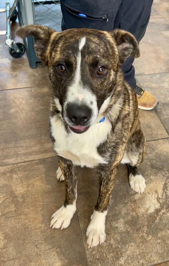 Legion, a Adoptable mixed breed in Cottonwood, AZ image 3/4