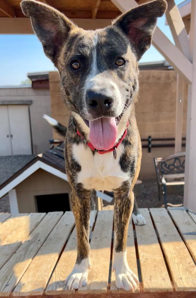 Legion, a Adoptable mixed breed in Cottonwood, AZ image 2/4