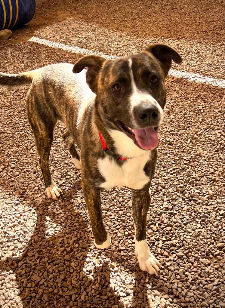 Legion, a Adoptable mixed breed in Cottonwood, AZ image 4/4